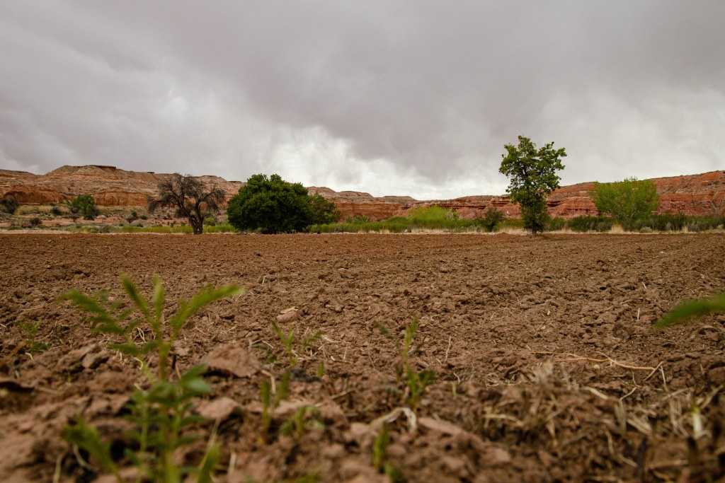 Members of the Village of Moenkopi use water from the nearby Pasture Canyon Reservoir to irrigate their fields, which are still tilled and planted by hand. The fields, located below the villages of Upper and Lower Moenkopi, are used to grow various types of food, including corn. Photo by Chrisopher Lomahquahu | AZCIR